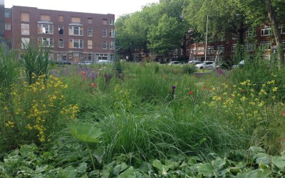 Groen bundelt krachten